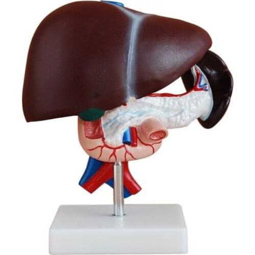 Liver and pancreas heteum model