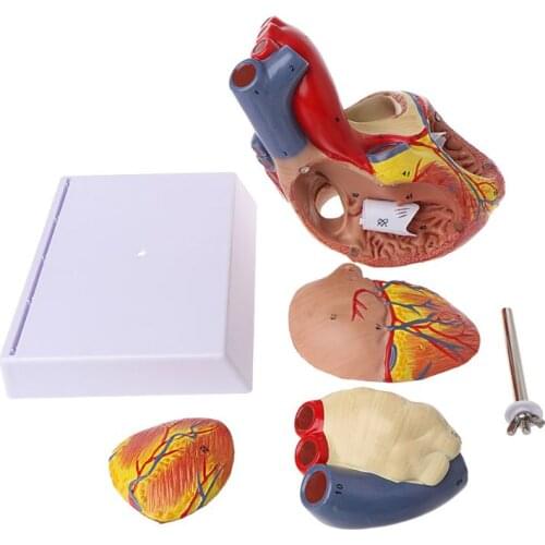 2021 New Disassembled Anatomical Human Heart Model Anatomy Viscera Organs Teaching Resource Tool