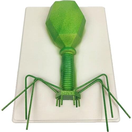 Science Bacteriophage Germ Specimen Model Biological Laboratory Experiment.Teaching Aids for Student Learding