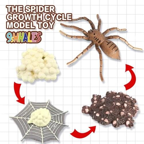 Realistic Insects Spiders Life Cycle Educational Fidget Toy Model Scene Design Simulation Powder Toy figurine Decoration Gifts