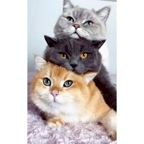 Paint By Numbers Cat Animals For Adults DIY Kit On Canvas With Frame Handmade Acrylic Coloring Painting By Number Decoration Art