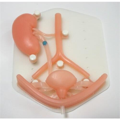 Urology Laparoscopic Simulation Training Module Urinary System Silicone Organ anatomy model