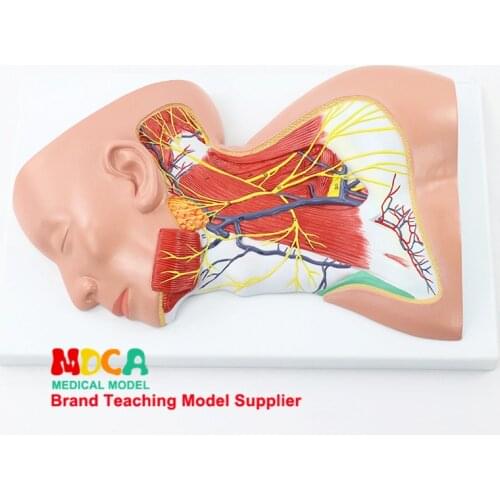 Medical human neck anatomical model MTG020 for superficial cranial vessels, nerves, muscles and skin cosmetology