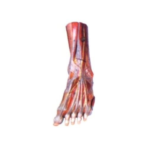 Foot Main vascular nerve model Human foot anatomical model 20*9*33cm free shipping