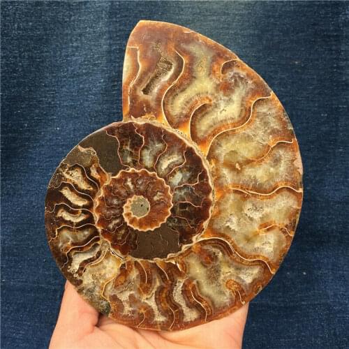 1pcs 450-600g Natural ammonite fossil conch Crystal specimen healing