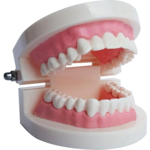 1pcs 1: 1 Standard Tooth Mold Dental Teeth Model PVC School Teaching Equipment