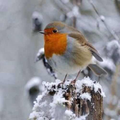 5D DIY bird diamond painting sparrow full square/round diamond kit painting rhinestones embroidery art home decor gift handmade