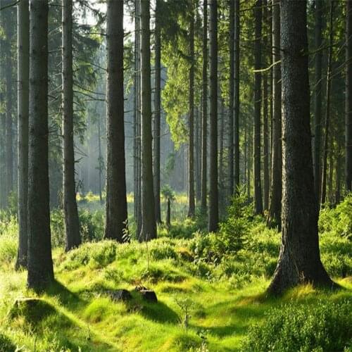 Custom 3D Mural Forest Large Tree Living Room TV Wall Hotel Wallpaper Bedroom Photo Wallpaper Landscape Mural