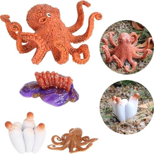 Baby Early Educational Development Preschool Toy Devilfish Life Cycle Model