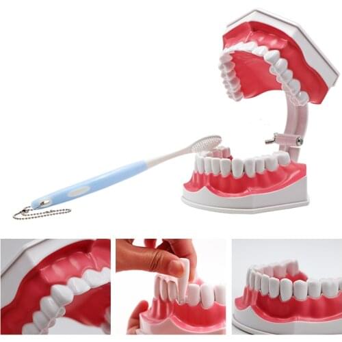 1pc Dental Teaching Teeth Model with Tooth Brush Large Model Detachable Resin Removable Dentist Teaching Training Tool