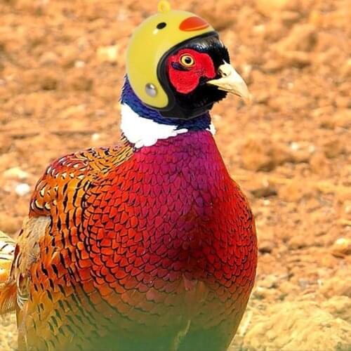 Chicken Helmet CAP Funny Protective Gear Sun Hen Hat Small Pet Bird Quail Head Protector Headgear Costumes Accessories