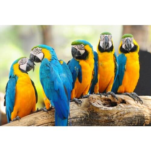 Five parrots The wooden puzzle 1000 pieces ersion jigsaw puzzle white card adult childrens educational toys