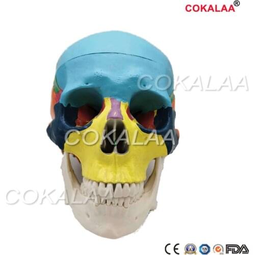 Detachable Human colour skull model head skeleton 1:1 anatomical model for medical teaching art sculpture and dental model