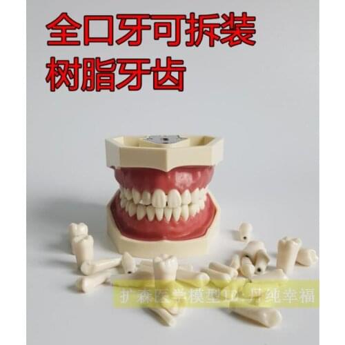 Dental Materials Alternate tooth Practice Model 32Stars simulation teeth free shipping