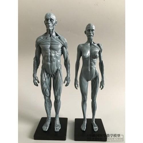 30cm Artistic Human Body Musculoskeletal Anatomy model Human Body Structure CG Painting Sculpture Teaching 2pcs