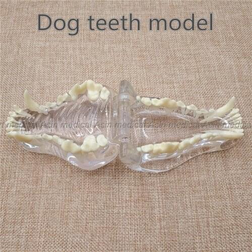 Dog tooth jaw model Veterinary Teaching Dog tooth transparent professional model