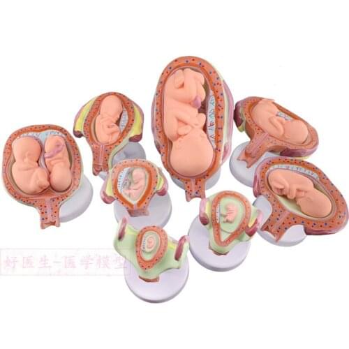 Fertility display Pregnancy embryonic development model Fetal formation and development process model Fetal mold