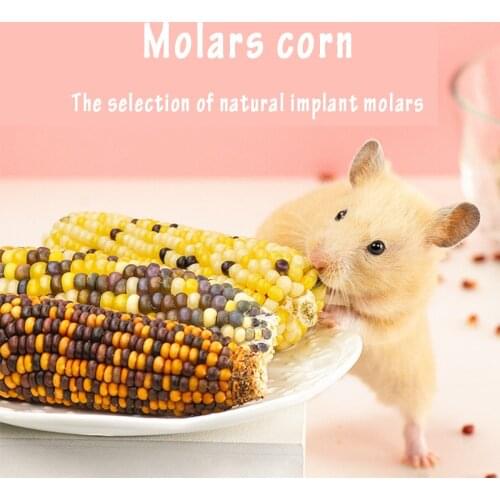 5pcs Mini corn cob rabbit hamster chinchilla molars Cereal Snack hamster snack pet toy