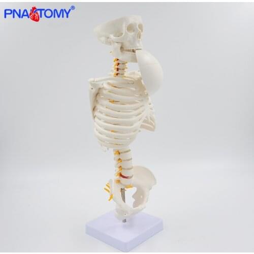 Human Skeleton Model Medicine Study Skull and Spine Anatomy Medical Teaching Tool Reduced Size Educational Equipment Art Used