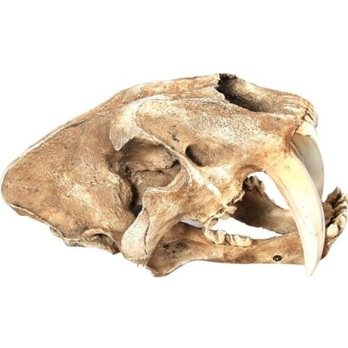 White Saber-Toothed Tiger Resin Skull Replica Head Skeleton Model Bar Decor