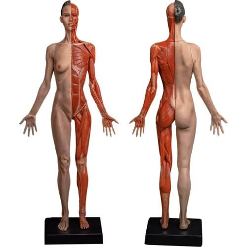 60cm art manikin Skeletal muscle anatomy drawing medical CG ZB art GK hand model High quality human model female