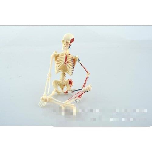 Teaching Resources Human skeleton model, medical anatomical model medical teaching model Plastic Human Skeleton Model
