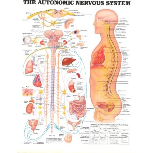 THE AUTONOMIC NERVOUS SYSTEM ANATOMICAL DIAGRAM CHART Art Silk Poster Print 24x36inch