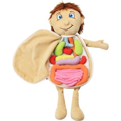 Human Body Model Anatomy Doll Soft Doll Toy Anatomical Medical Internal Organs Awareness Learn Early Education Toy For Preschool