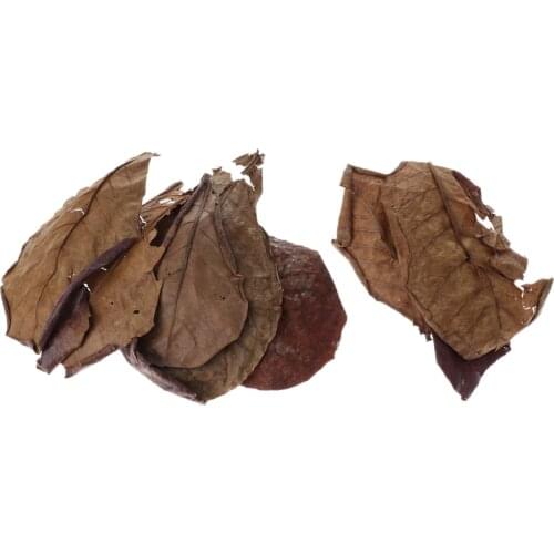10 pcs Indian Almond Catappa Leaves Lower pH for Aquarium Fish Tank Use