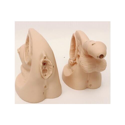 Catheterization mold male/female genital catheterization Guided urine practice education training model