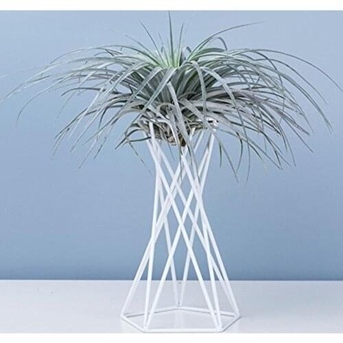 Air Plant Tillandsia Base Large Tillandsia Air Plant Holder Metal Indoor Rack