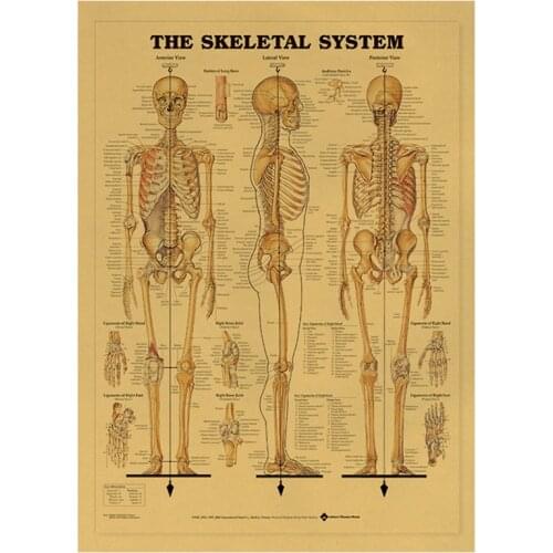 Nostalgic Human Body The Skeletal System Poster Retro Kraft Paper Hanging Painting Art Home Office Decoration