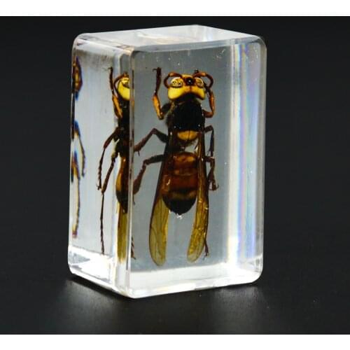 3D Amber Tiger Bee Crystal Ornaments Biological Insect Teaching Display Specimen Paperweight Center Home Decor Collection Crafts