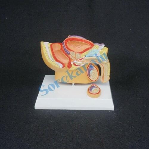 Pelvis Anatomical Model for Male 1/2 Natural Life Size For Hospital Medical Science