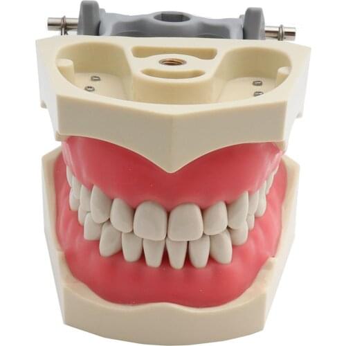 ADC Accredited Model Dental Teeth Model Dental Teaching Model Demonstration Tooth Model Removable 32 pcs Teeth