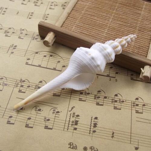 Natural conch shell Changbai spiral snails look good home decoration collection boutique photo props fish tank decoration holida