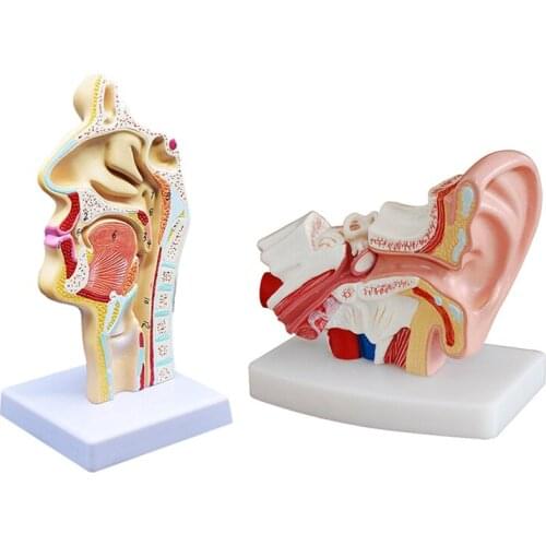 2 Pcs Human Anatomical Nasal Cavity Throat Anatomy Model For Science Classroom Study Display Teaching Model 1.5 Times Human Ear