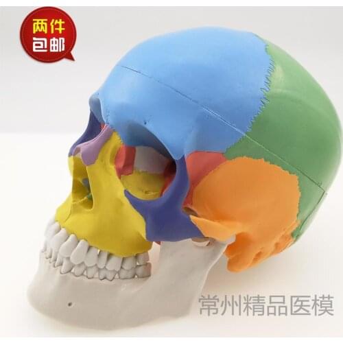 Skull model teaching simulation colorful skull model functional partition color skull