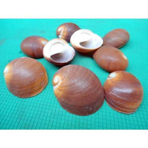 HappyKiss 2 pcs Natural conch shells Hermit crabs molt carapaces Fish tank aquarium decoration jade snail Red cats eye screw