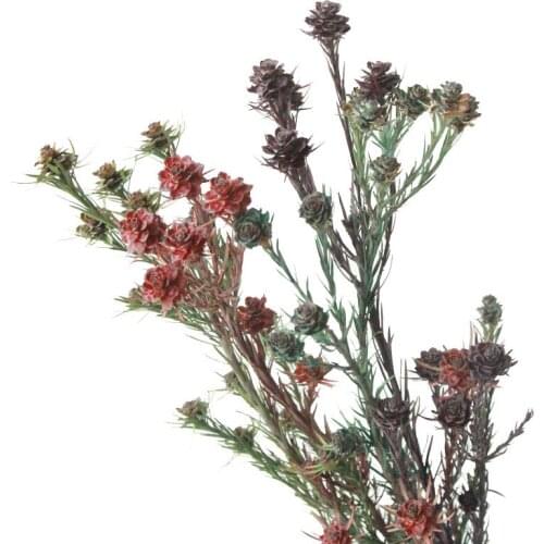 Naturally Dried Flowers Bouquet Eucalyptus Leaf Birthday Christmas Gift Bag Photo Props Wedding Party Home Decoration