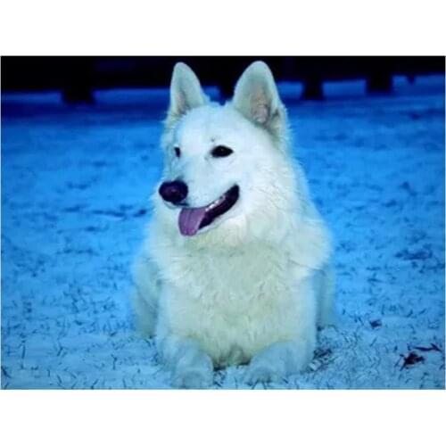 DIY 5D White Swiss Shepherd Dogs Diamond Embroidery Painting Cross Stitch diamond mosaic diamond painting kit Home Decor BY1453