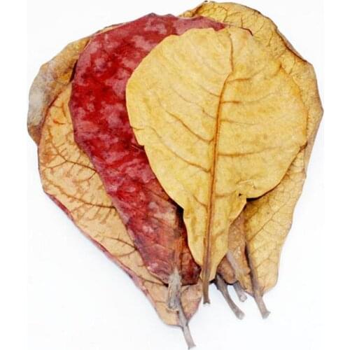 10PCS Catappa Indian Almond Leaves Ketapang Leaf Shrimp Betta Fish Cleaning/Treatment Aquarium Tank Support Dropshipping