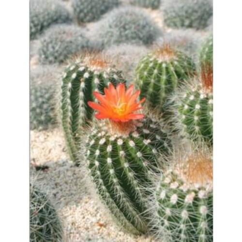 5D DIY Diamond Painting Tropical Cactus Plants Women Diamond Mosaic Embroidery Cross Stitch Set For Home Decor FH124