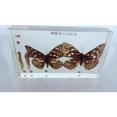 Silkworm Chrysalis Into Butterflies Development Process Specimen Model Animal Growth History Specimens Biologic Teaching Aids
