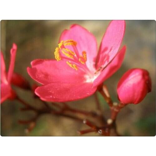 Diy 5d diamond painting cross stitch rhinestone Diamond embroidery Stick square painting pasted flower home Decor gift