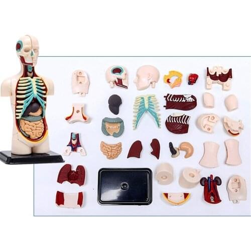 3D Mine Child Science Toy Human Anatomy model Human torso Assembly Model Visceral Anatomical Model