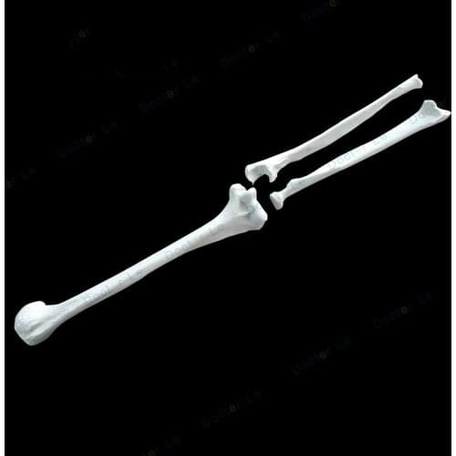 Humerus and ulna radius model Upper limb bone model for Medical classroom display supplies