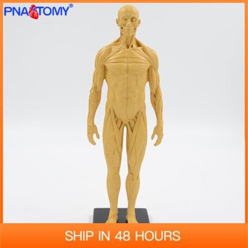 30cm Muscular figure model human muscle anatomy Artistic sketches tool Gym decoration colored with base