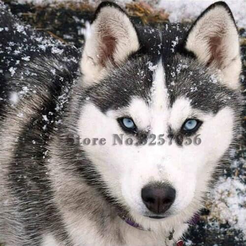 Diy Diamond Embroidery Full Square 5D Diamond Painting Siberian Husky Home Decoration Paint By Numbers Crystal Mosaic Needlework