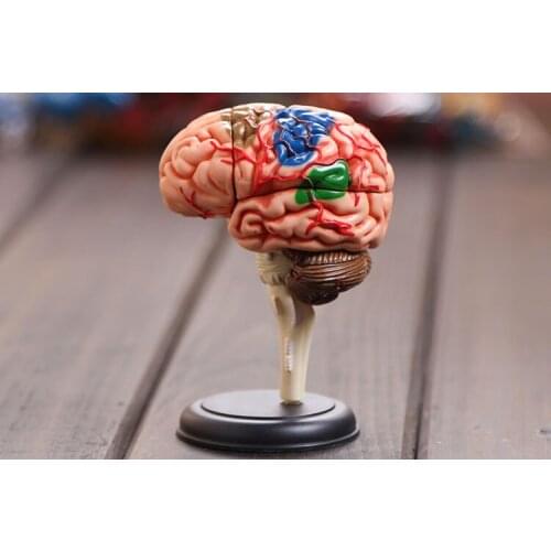 4D brain model brain structure model assembled Human Anatomy dimensional model